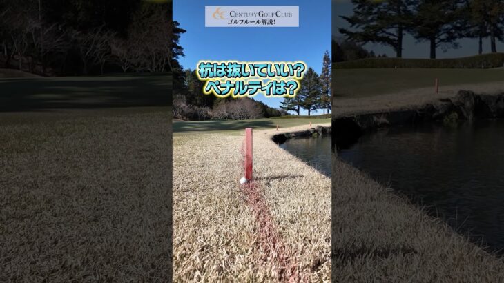 【ゴルフルール】杭は抜いて良い？ #ゴルフ #golf #救済